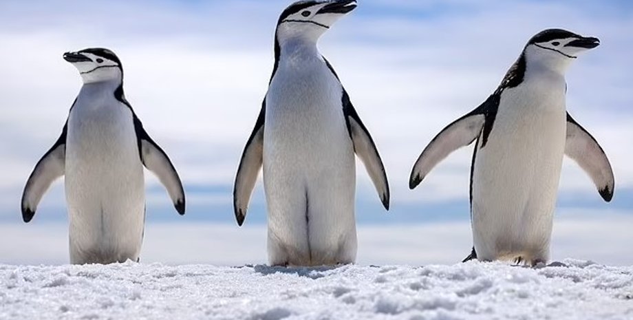 пінгвіни, антарктичні пінгвіни