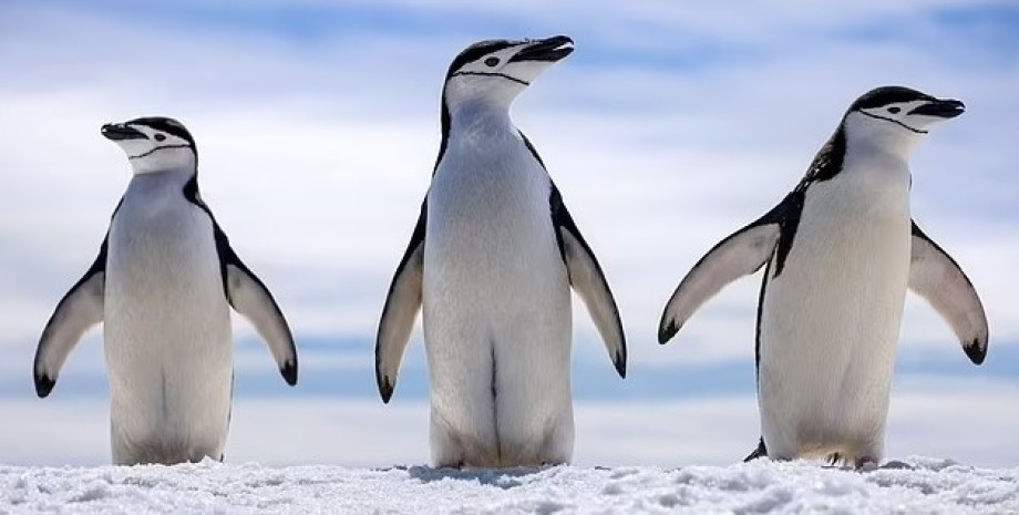 пінгвіни, антарктичні пінгвіни