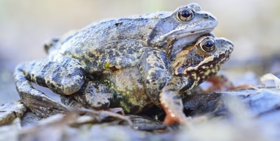 жаби, самки жаб, жаби самки, жаби самки