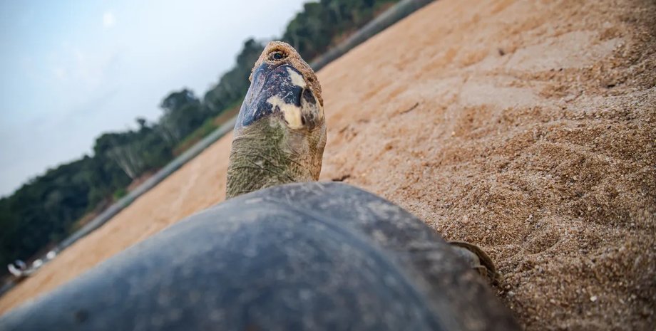 гнездование гигантские черепахи