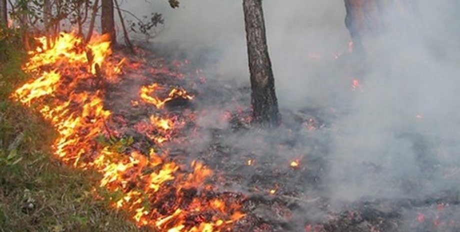 Иллюстративное фото: Гордон