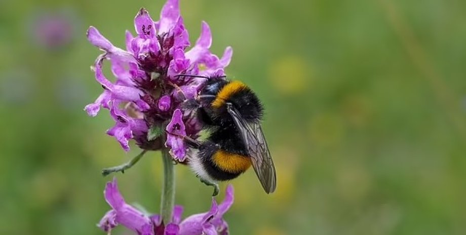 бджоли, виживаність бджіл