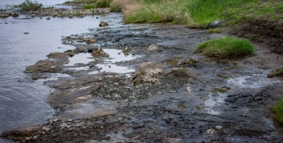 ископаемый лес, ископаемый лес япония
