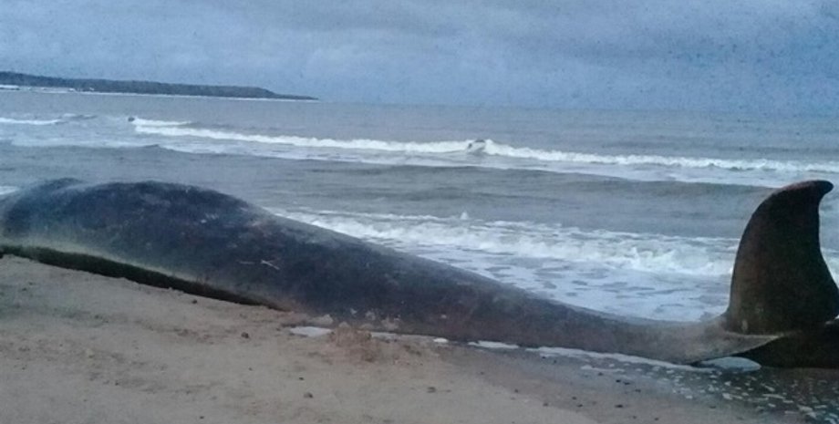 Фото: Русская Арктика