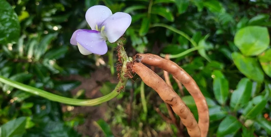 черноглазый горох лечение рака