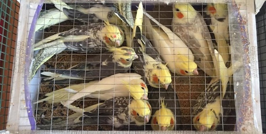 Фото: Госпогранслужба Украины