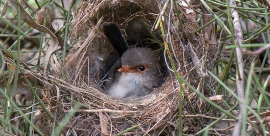 великолепный крапивник, крапивник, птенцы крапивника