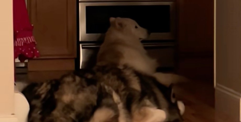 Аляскинский маламут из приюта лежит рядом с кухонной духовкой, к которой он привязался после переезда в новый дом