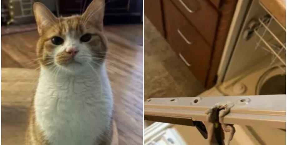 Кот спас семью от возможного пожара, как это случилось, все подробности инцидента, невероятные истории, курьезы