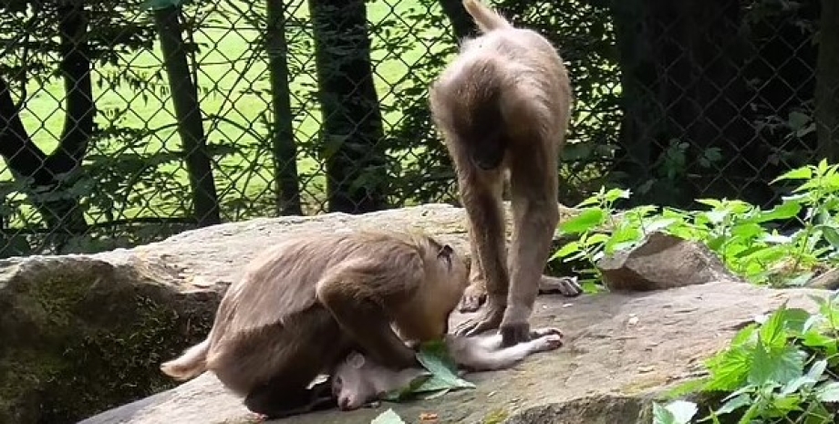 обезьяны, обезьяны каннибализм