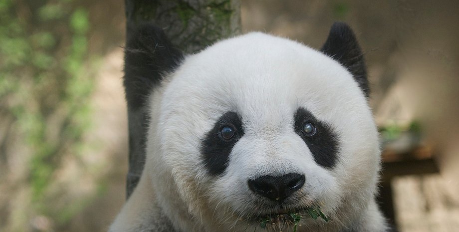 Панда Басы / Фото: Rita Petita / Flickr.com