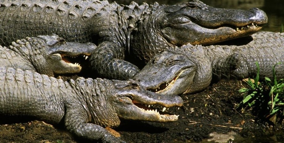 крокодилы, крокодилы ферма