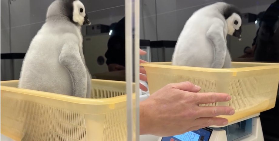 Мов пухка іграшка: пінгвін став інтернет-зіркою, танцуючи під час зважування