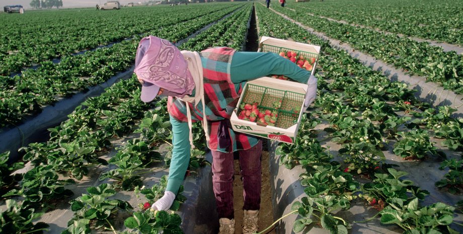 працевлаштування закордоном, сезонна робота