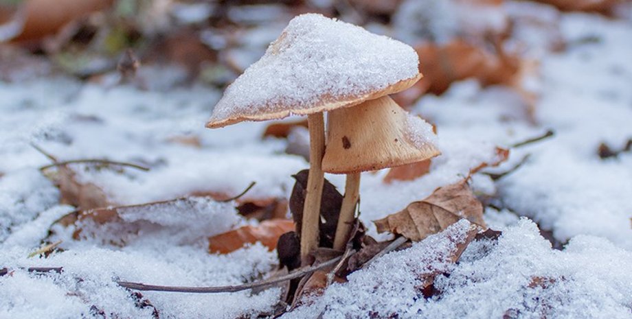 гриби, царство грибів, гриби температура