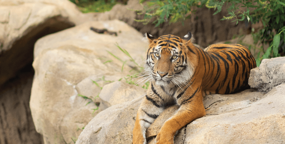 тигр, скала, амурский тигр