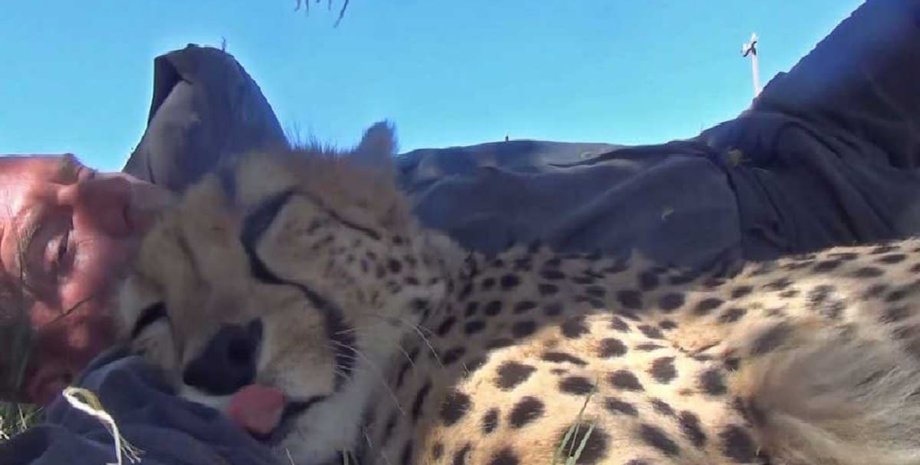 гепард, гепарды, заповедник, Дольф Волкер