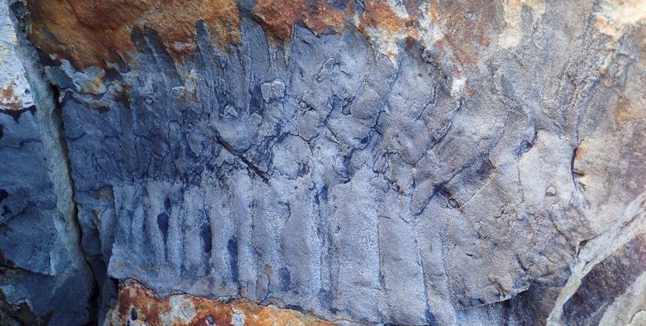 Arthropleura, многоножка, экзоскелет