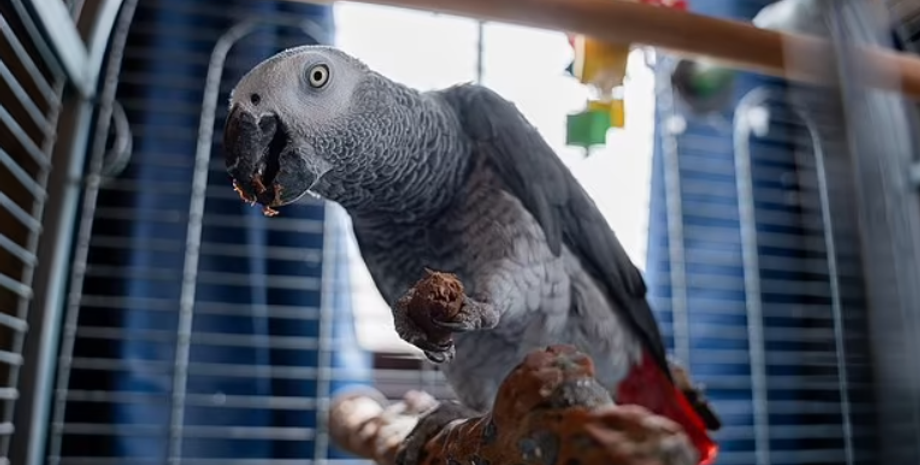 Попугай Фрости, птичка стала звездой, Великобритания, нецензурная лексика, ругань, птицы, приколы, курьезы, фото, Великобритания