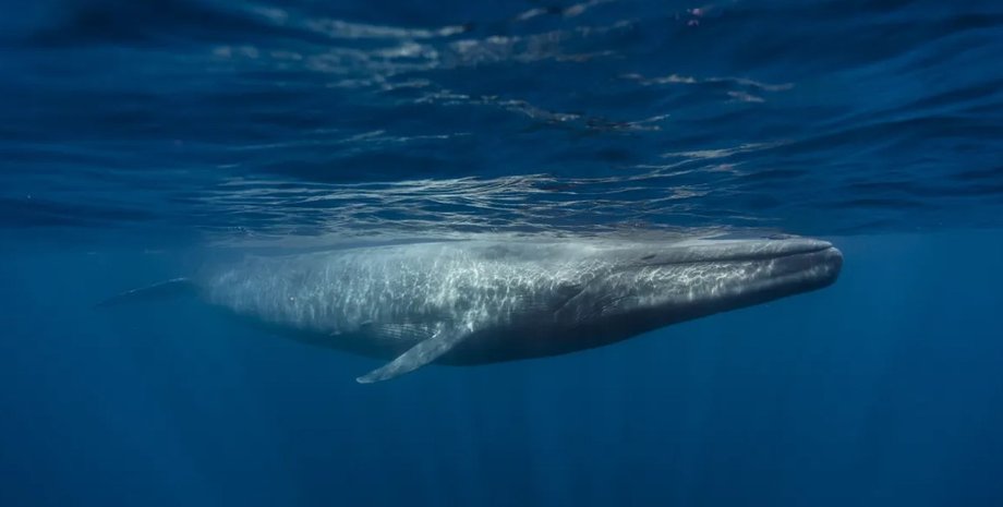 кит, синій кит