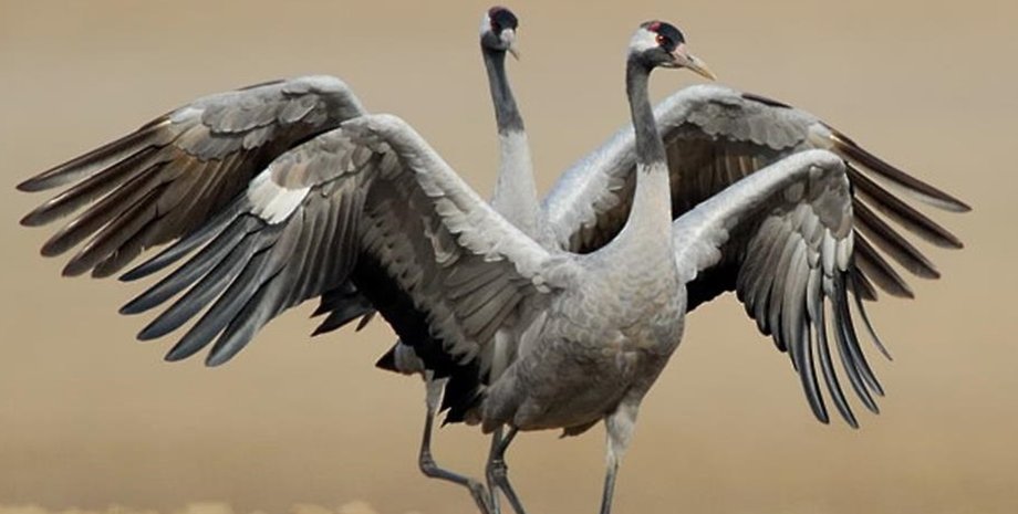 химическое оружие это, биологическое оружие, биологическое оружие это, лаборатория, минобороны рф