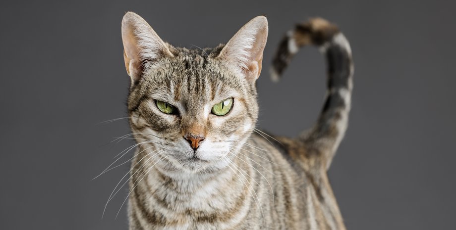 Кішка, тварина, домашня тварина