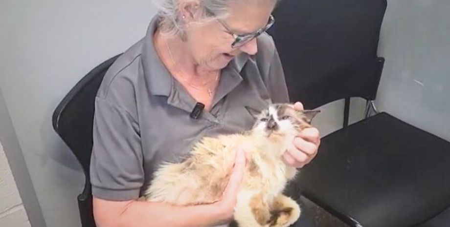 Кот вернулся к бабушке через 11 лет после исчезновения, курьезы, интересные истории, фото, США