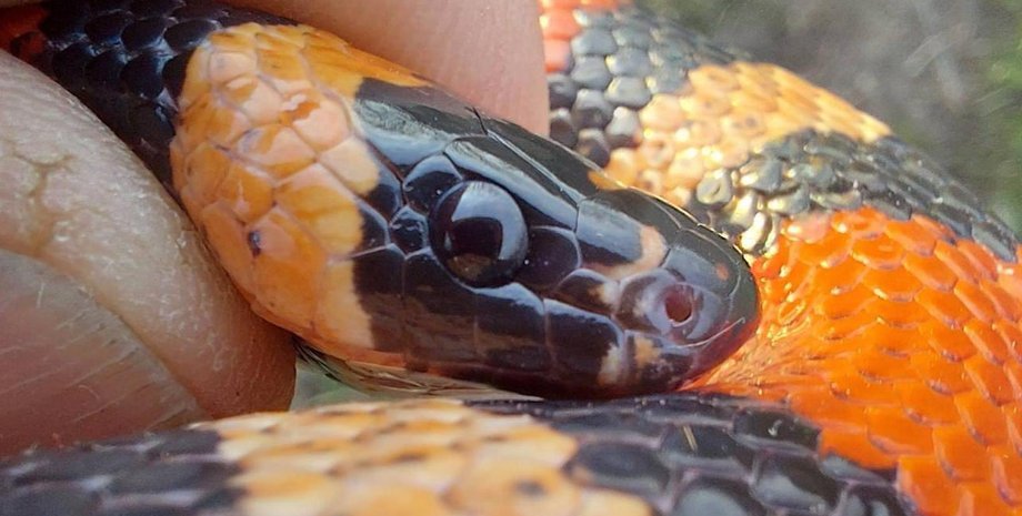 Гондураська королівська змія У Харкові знайшли королівську гондурасську змію