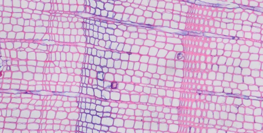 деревья, деревья кольца, кольца деревьев