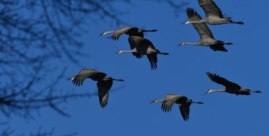 война в украине, птицы, орнитолог, птицы мигрируют в россию