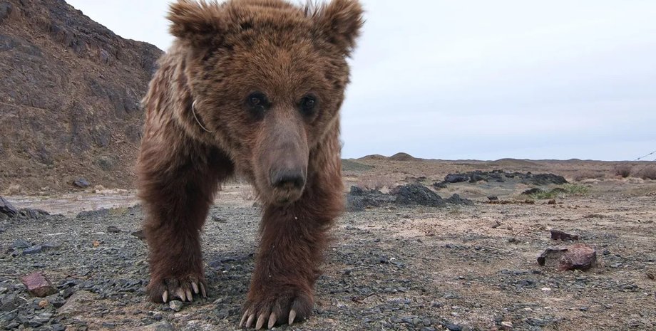 медведь гобийски