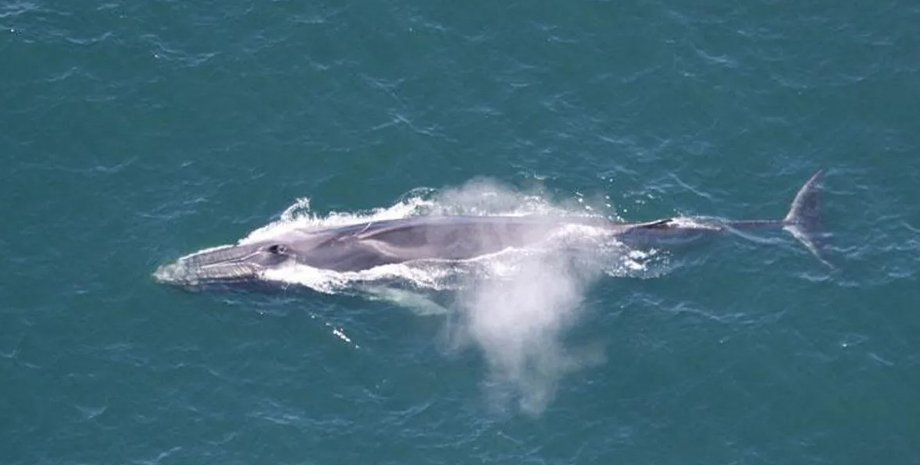 киты, финвалы, охота на китов