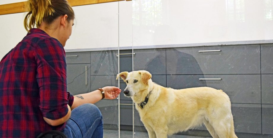 собаки, ум, теория разума