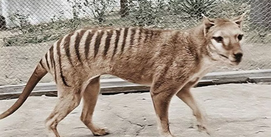 Тасманийский тигр, зверь, животное, курьезы, фото, дикая природа, легендарные звери, Тасмания, находка