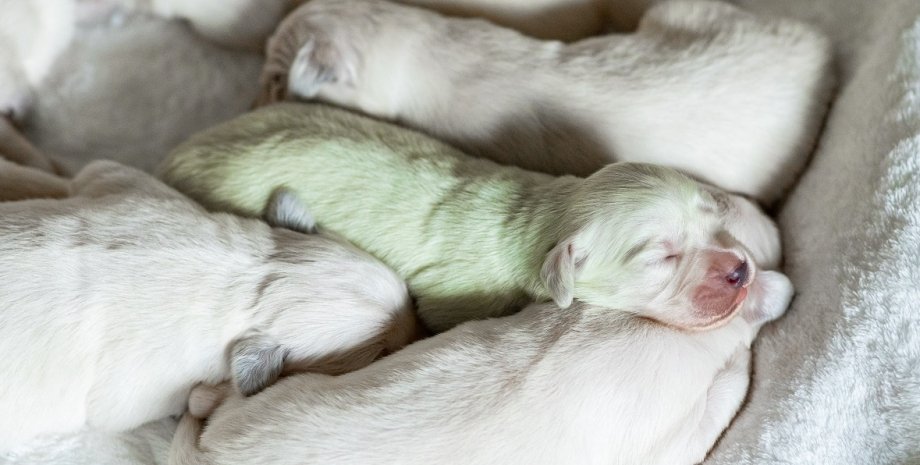 зеленый щенок, зеленый щенок мохито