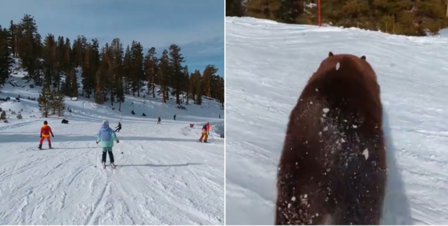 Чорний ведмідь, курйоз, лижник, курорт, відео, США, тренди TikTok