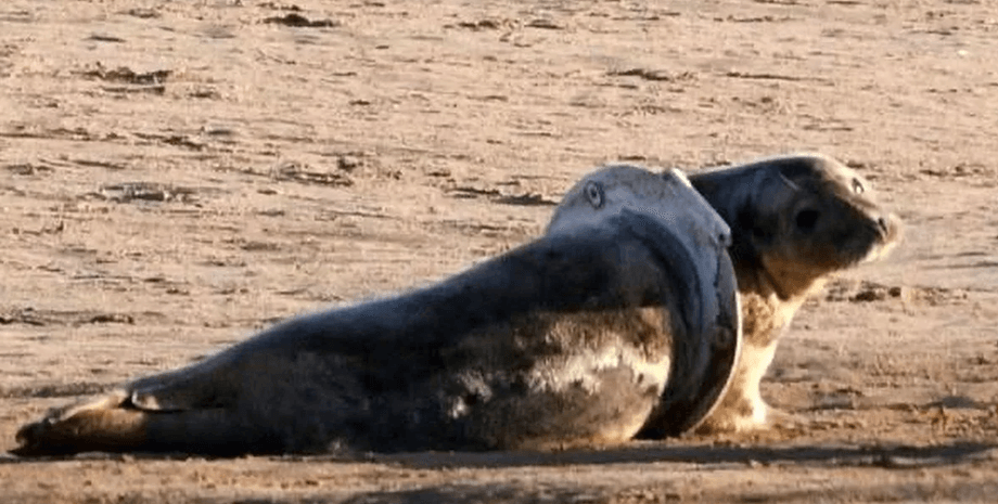 Тюлень, животные, мусор, влияние мусора на животных