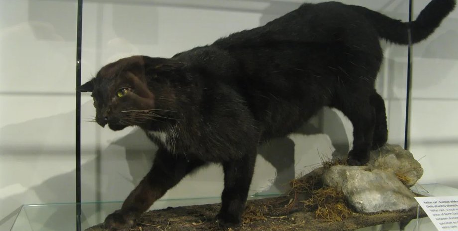 келласская кошка шотландия