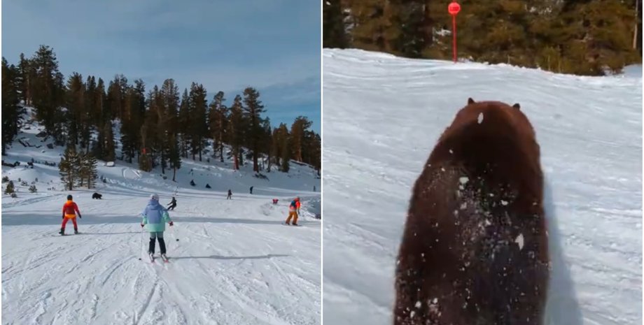 Черный медведь, курьез, лыжник, курорт, видео, США, тренды TikTok