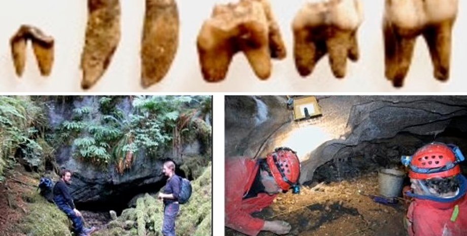 Зубы, собака, самая старя собака в америке