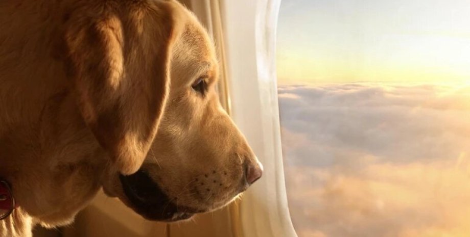 авіарейс для собак, переліт, літак для собак, сша