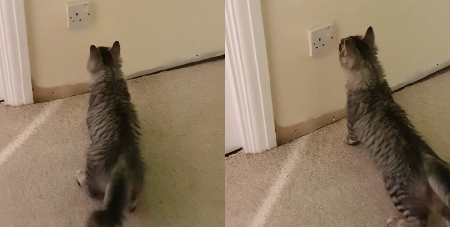 Странная игра кота возле розетки обернулась неожиданным открытием для женщины