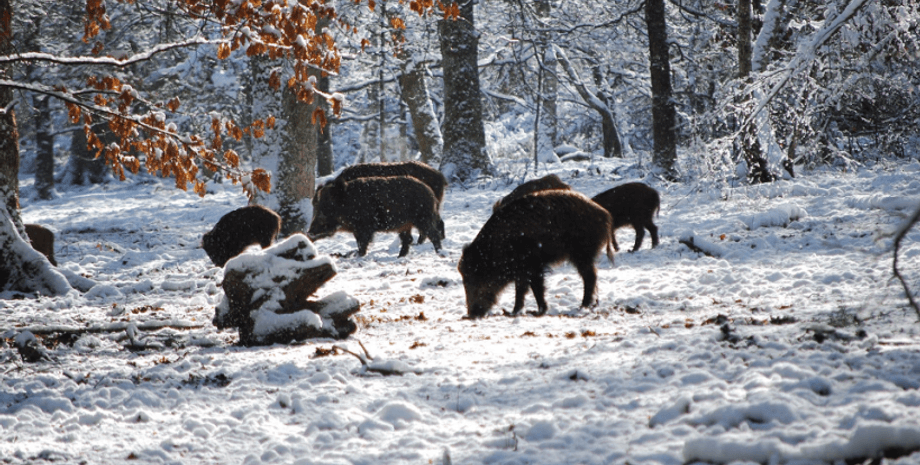 Супервиньи размножаются в Канаде, свинья, гибрид дикого кабана, экологическая катастрофа, популяция выходит из-под контроля,