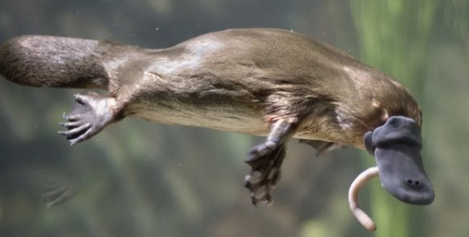 качконіс, качконіс шлунок