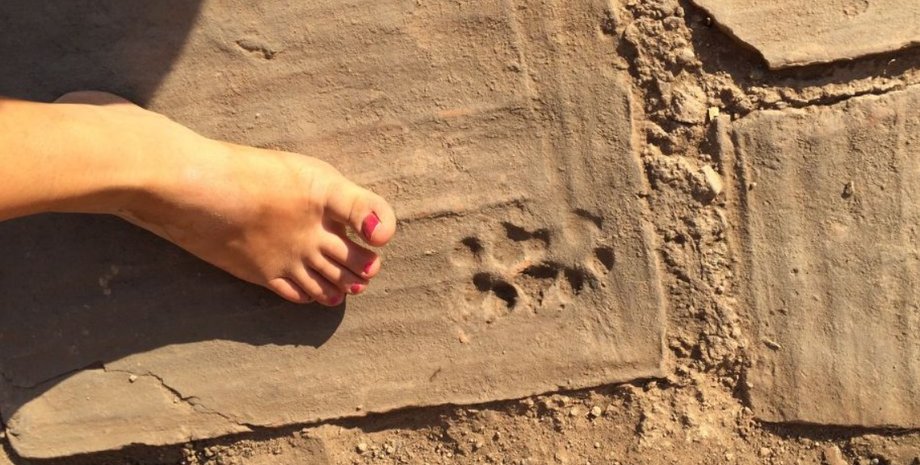 отпечатки лап