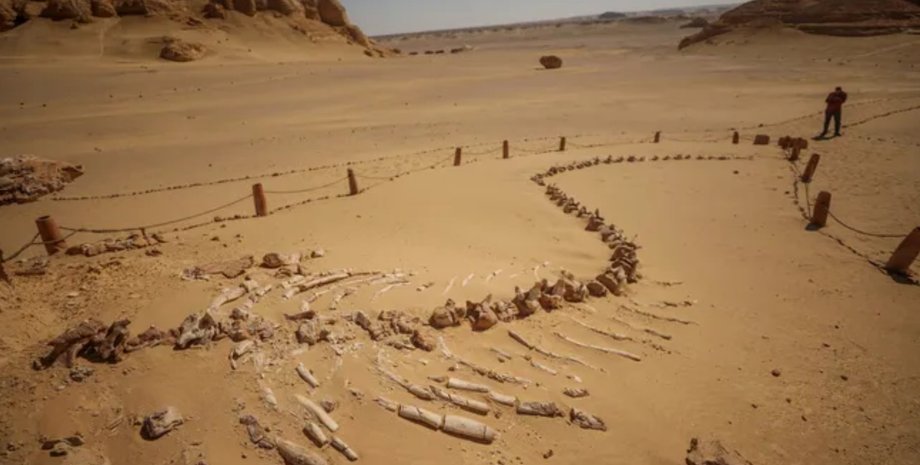 киты, окаменелости