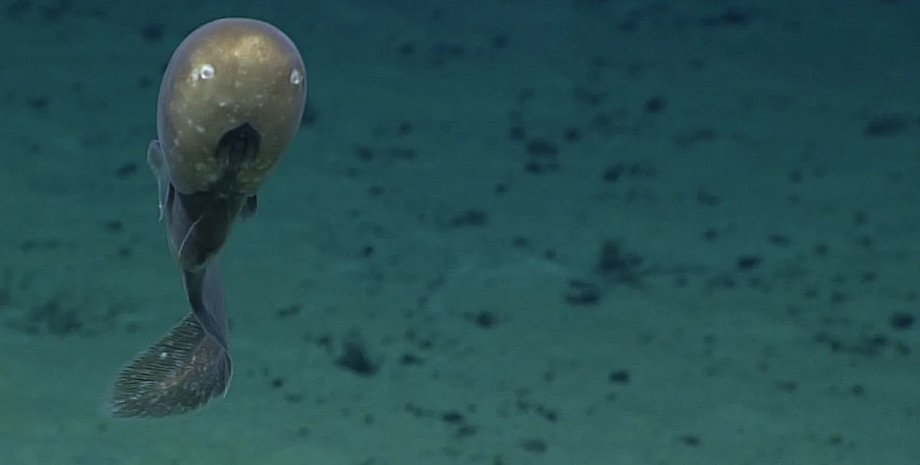 глибоководний вугор глибоководний вугор в океані