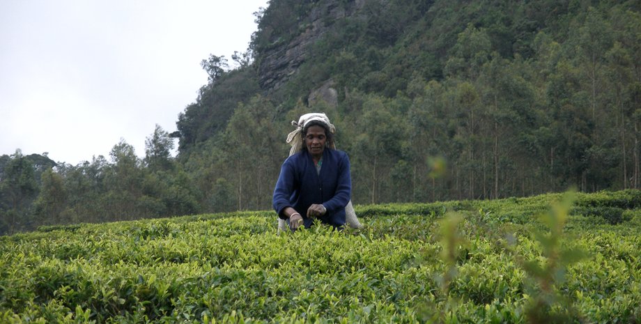 чай, растение, сбор чая