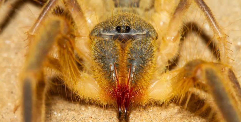 верблюжий паук, сольпуги, пауки
