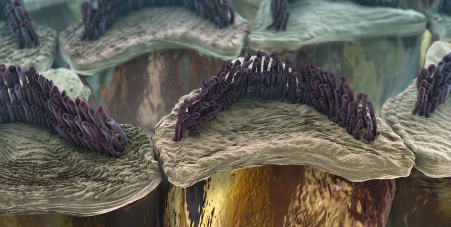 Волосковые клетки внутреннего уха / Фото: XVIVO, Barcroft USA